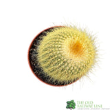 Cacti Bolcactus 8.5cm Pot