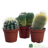 Cacti Bolcactus 8.5cm Pot
