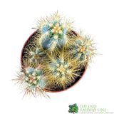 Cacti Cereus 8.5cm Pot