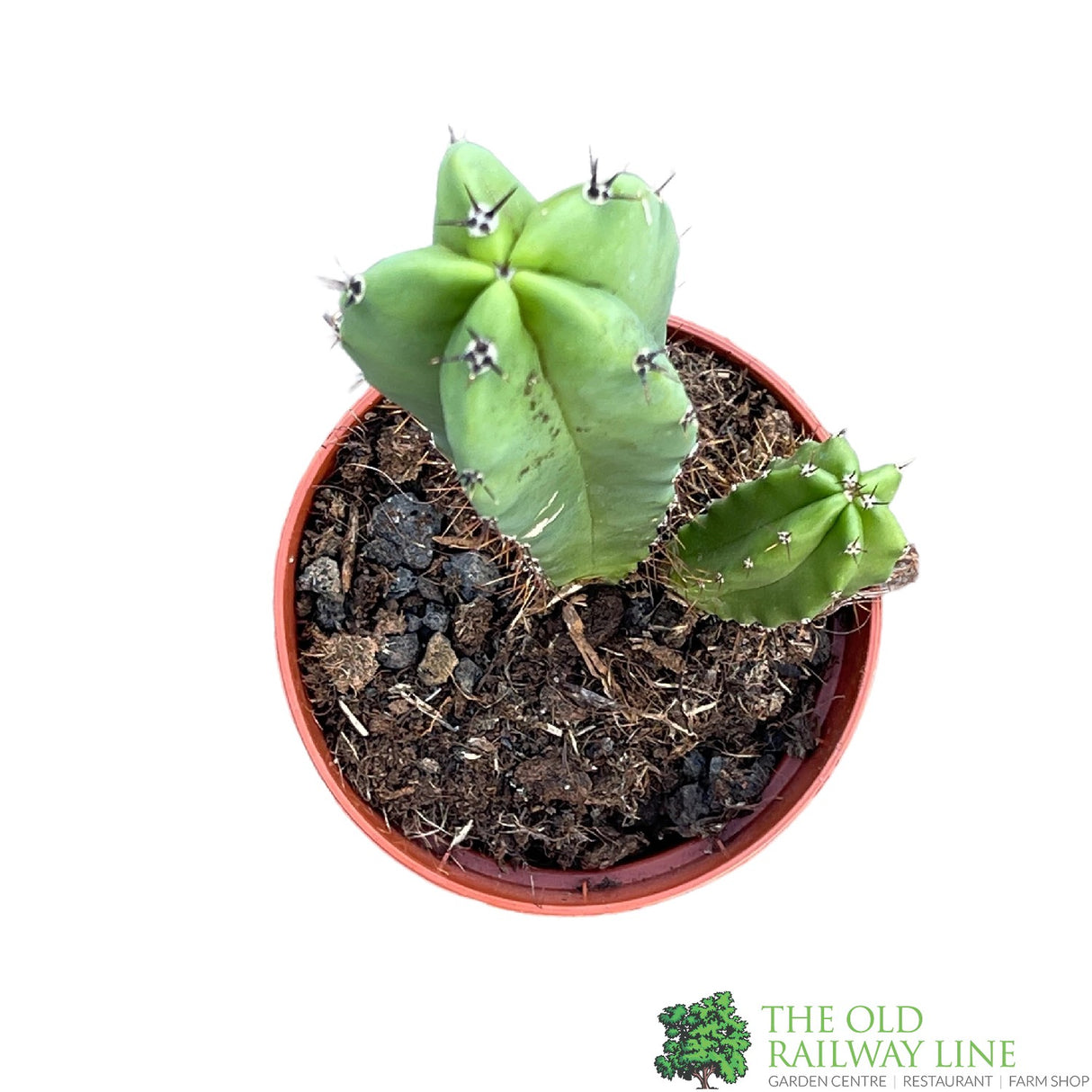 Cacti Cereus 8.5cm Pot