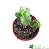 Cacti Cereus 8.5cm Pot