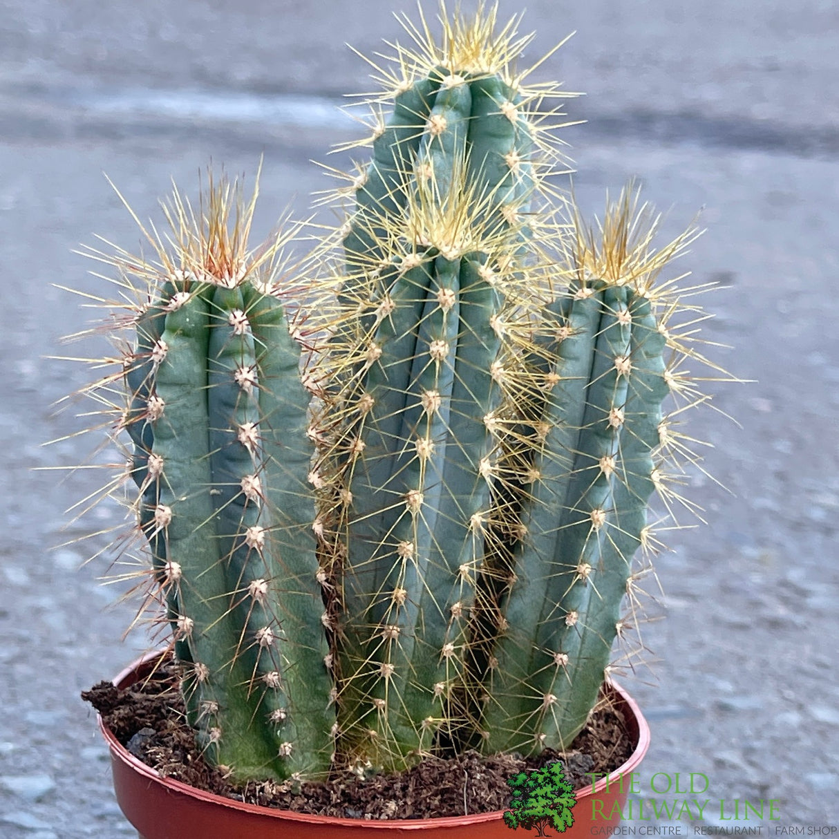 Cacti Cereus 8.5cm Pot
