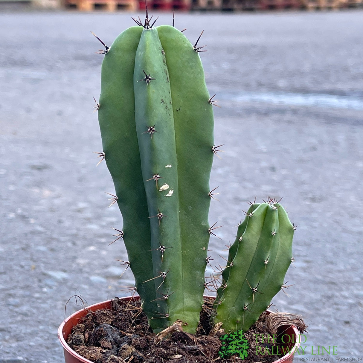 Cacti Cereus 8.5cm Pot