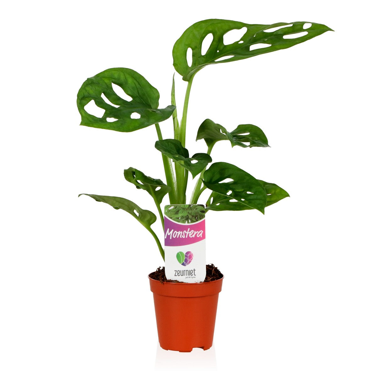 Monstera 'Monkey Leaf' Baby Houseplant 5.5cm Pot