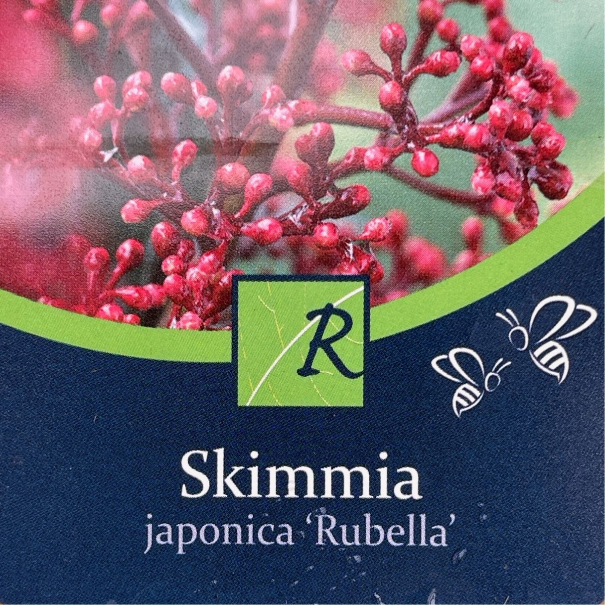 Skimmia Japonica 'Rubella' Plant - 1.5Ltr Pot