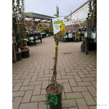 Jasminum Nudiflorum 'Winter Jasmine' Climber 3Ltr Pot