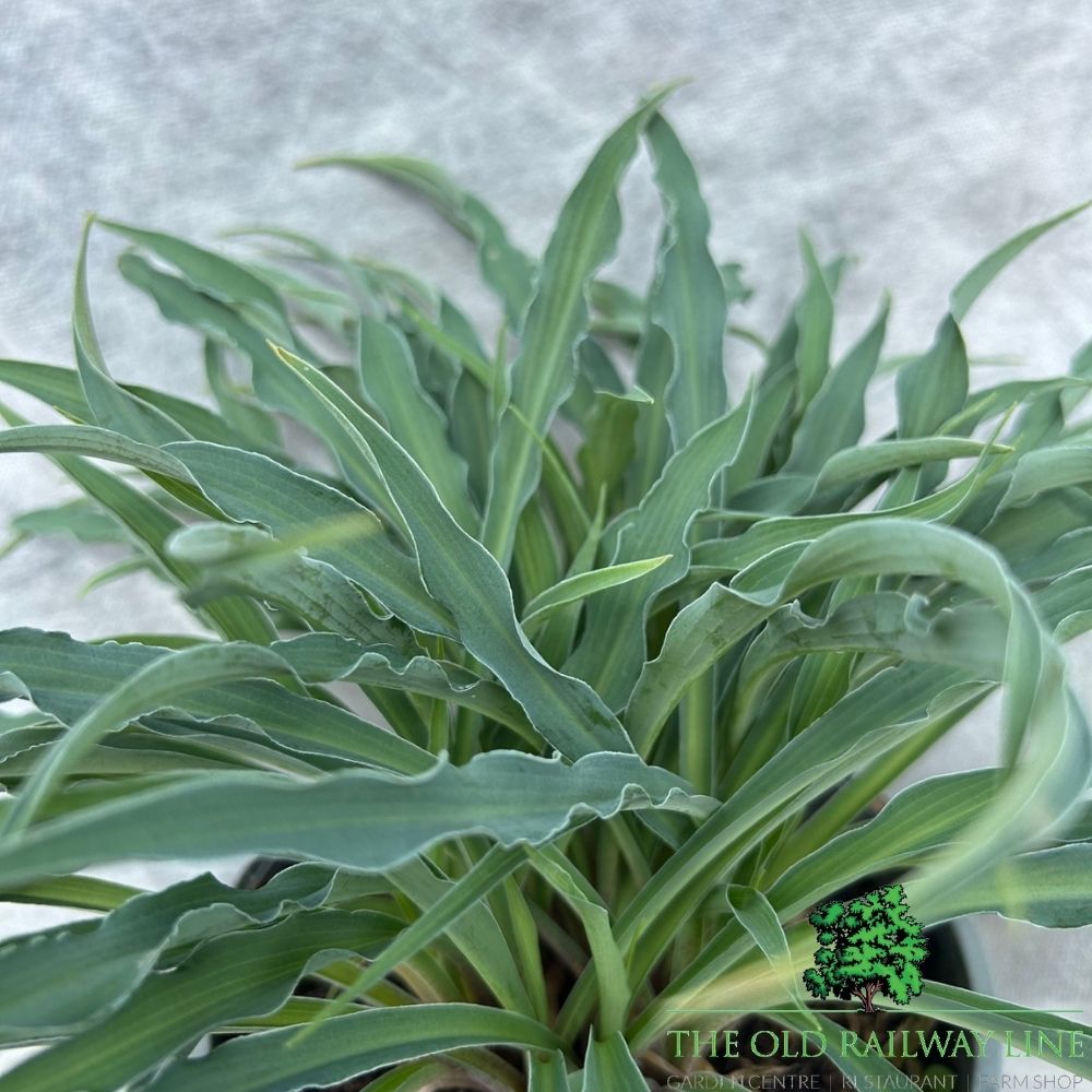 Hosta 'Silly String' Plant - 2Ltr Pot