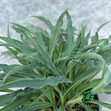 Hosta 'Silly String' Plant - 2Ltr Pot