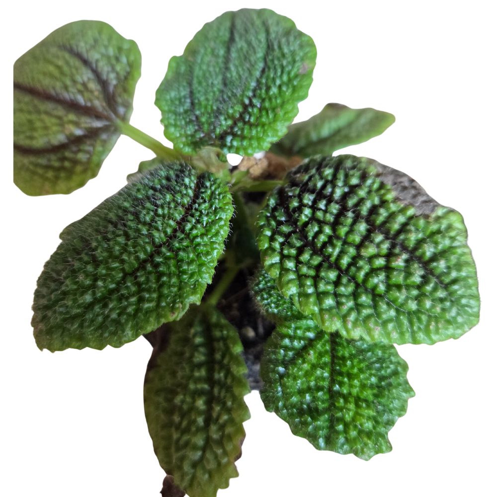 Pilea 7cm - Mixed - Houseplant - (Choice of 3)