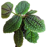 Pilea 7cm - Mixed - Houseplant - (Choice of 3)