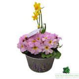 Mother's Day Primrose & Daffodil - Lavender Bowl 19cm
