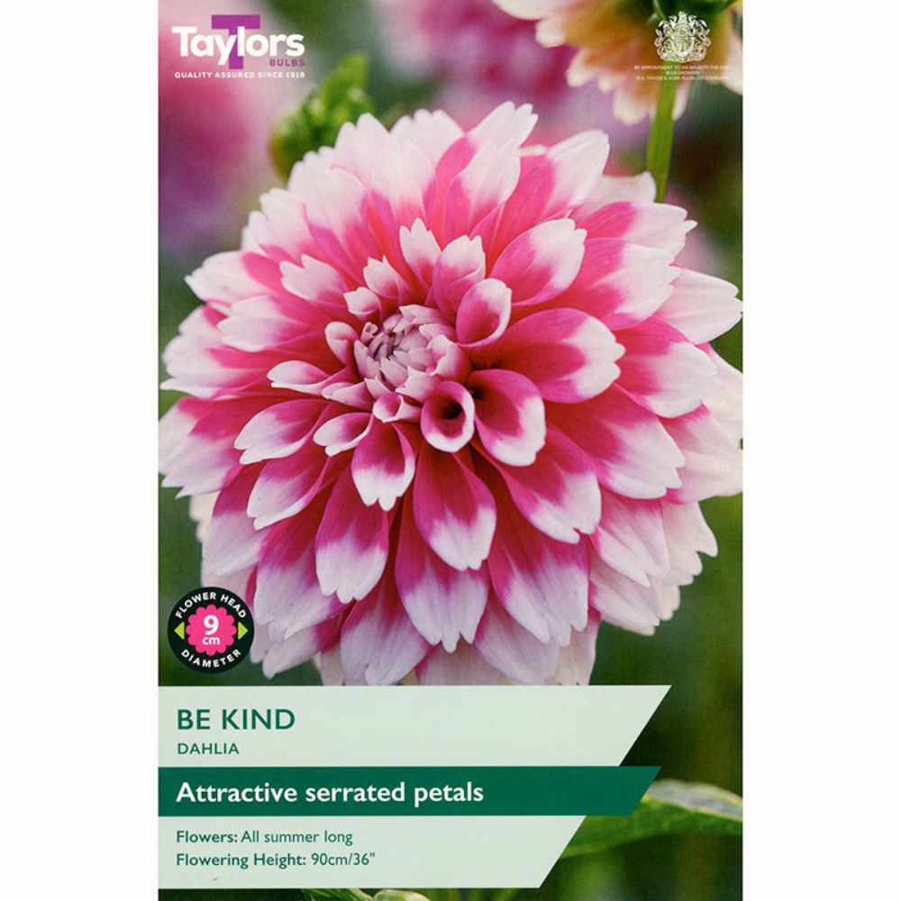 Taylors 1 Be Kind Dahlia Tuber