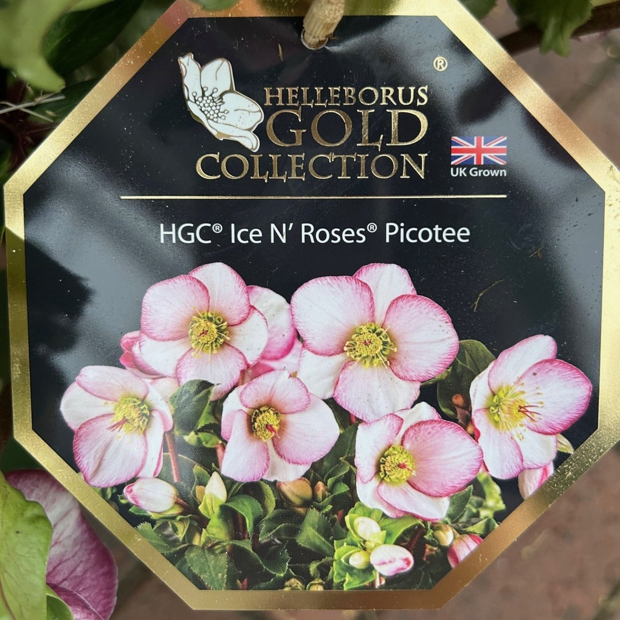 Helleborus Ice n Roses Picottee Plant - 2Ltr Pot