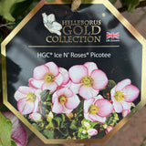 Helleborus Ice n Roses Picottee Plant - 2Ltr Pot