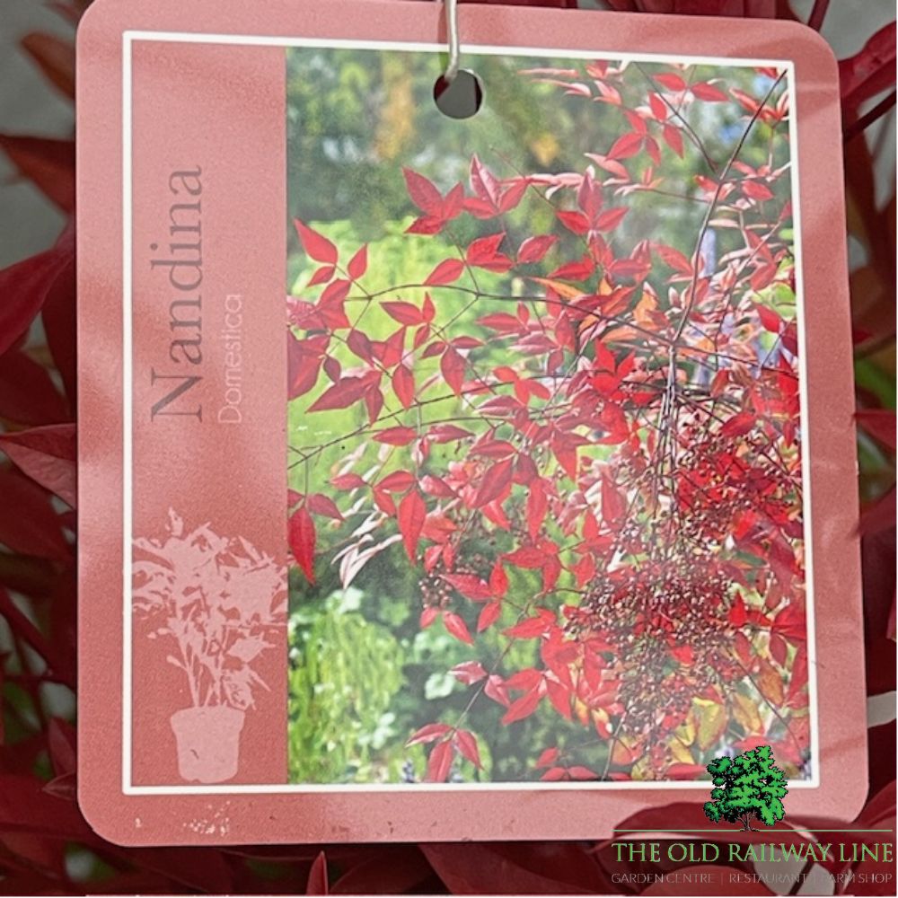 Nandina Domestica Plant - 5Ltr Pot