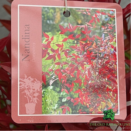 Nandina Domestica Plant - 5Ltr Pot