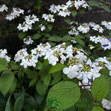 Viburnum 'Plicatum Kilimanjaro' 3Ltr Pot