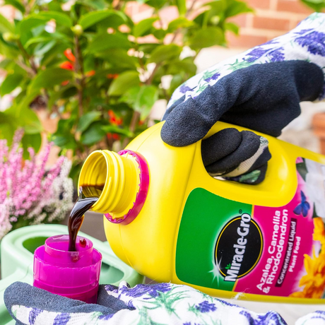Miracle-Gro 800ml Azalea, Camellia & Rhododendron Concentrated Ericaceous Plant Food 800ml