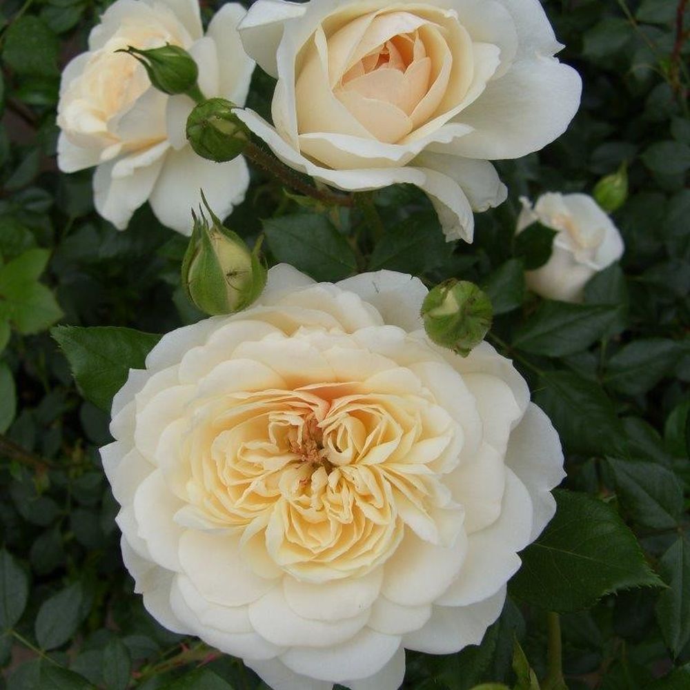 Whartons 'Queens Jubilee' Cream Shrub Rose 4Ltr Pot