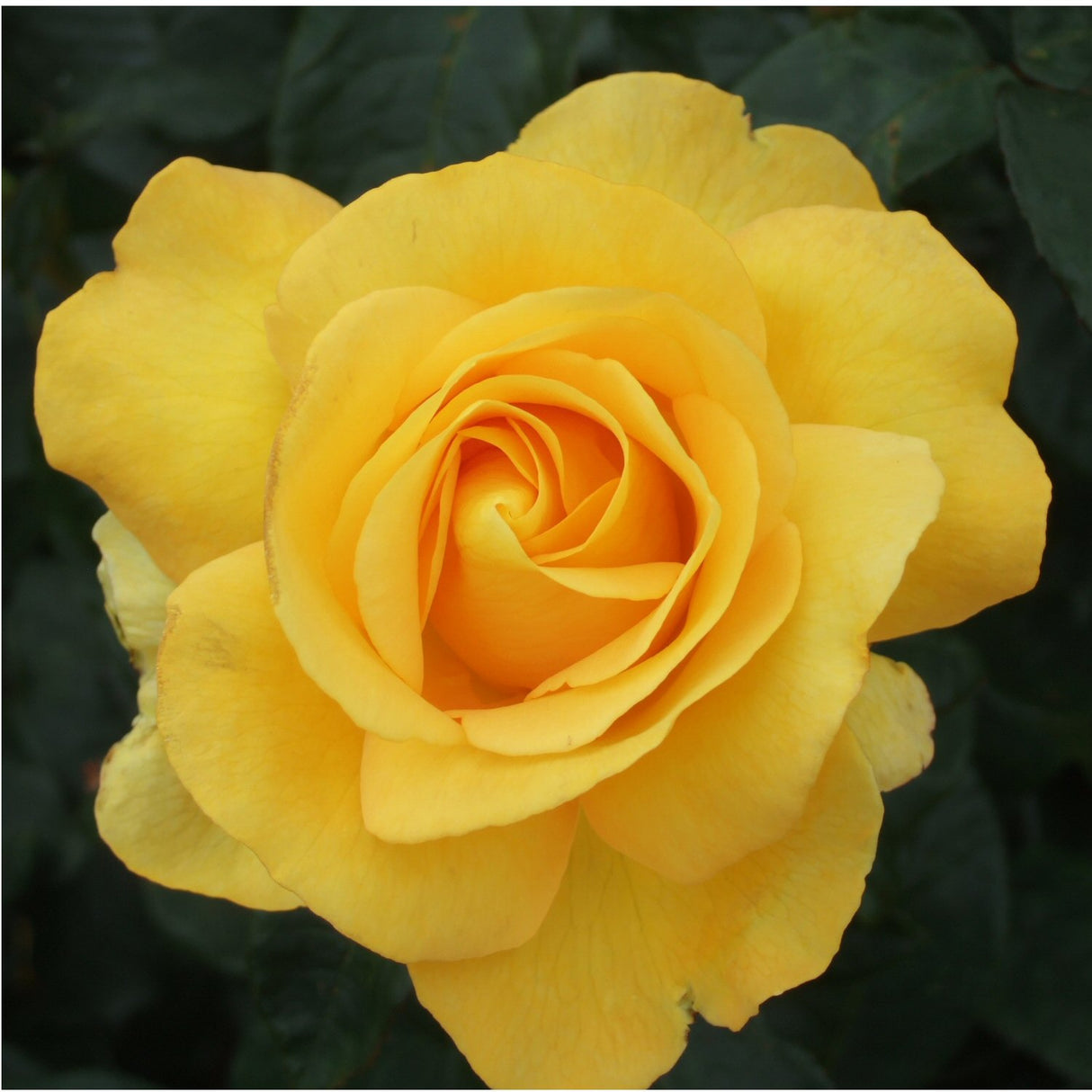 Whartons 'My Lovely Mum' Yellow Hybrid Tea Rose 4Ltr Decorative Pot