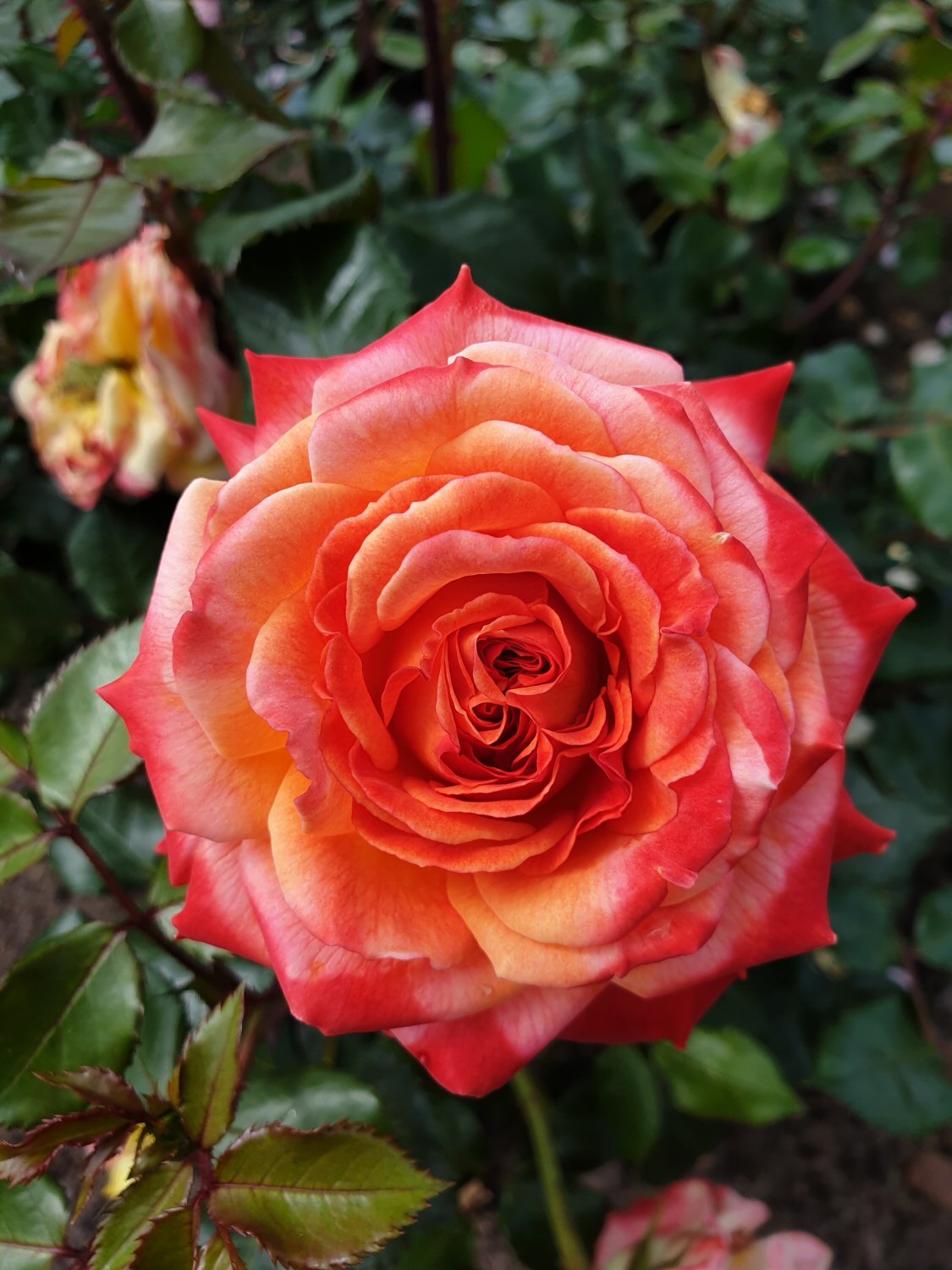 Whartons ' Meteor' Rose 3 Ltr