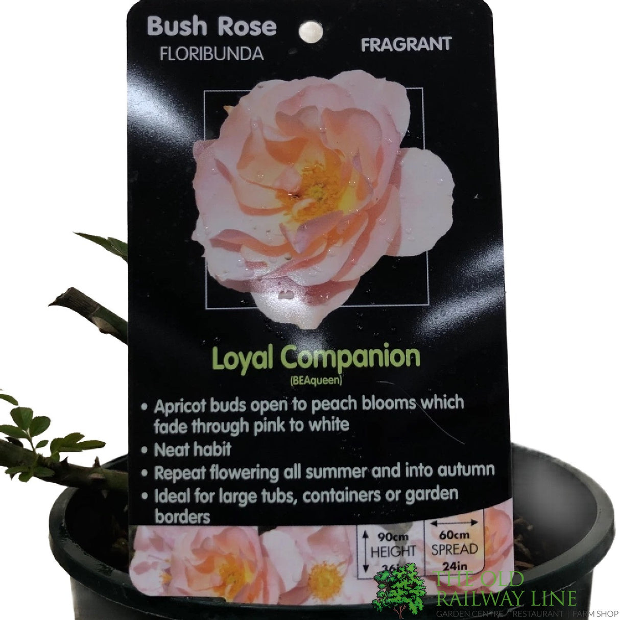 Whartons ' Loyal Companion' Rose 3Ltr Pot