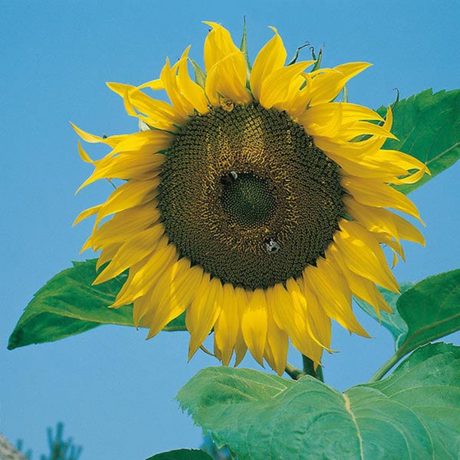 Mr Fothergill's Giant Single Sunflower Seeds