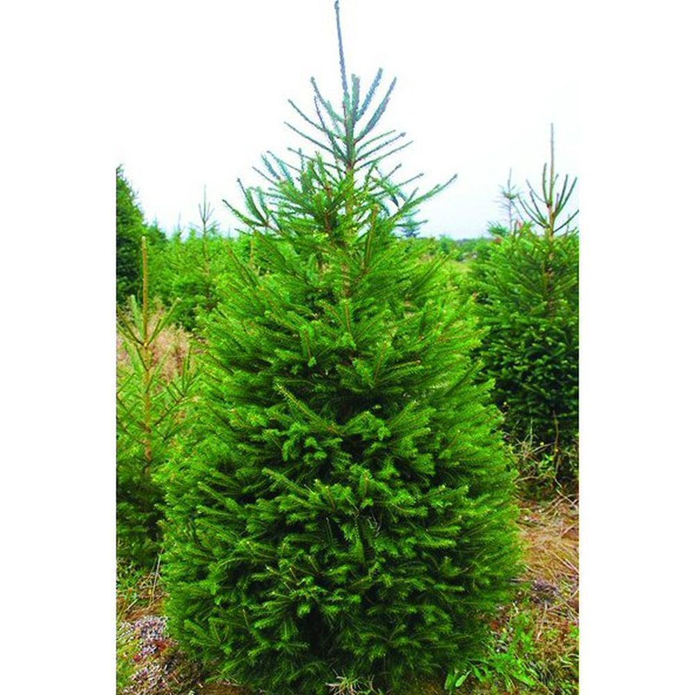Norway Spruce 200-250cm Fresh Cut Christmas Tree