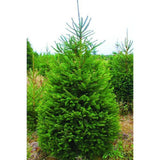Norway Spruce 200-250cm Fresh Cut Christmas Tree