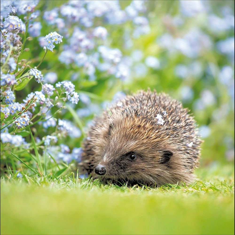 Woodmansterne Hedgehog in the Garden Blank Card