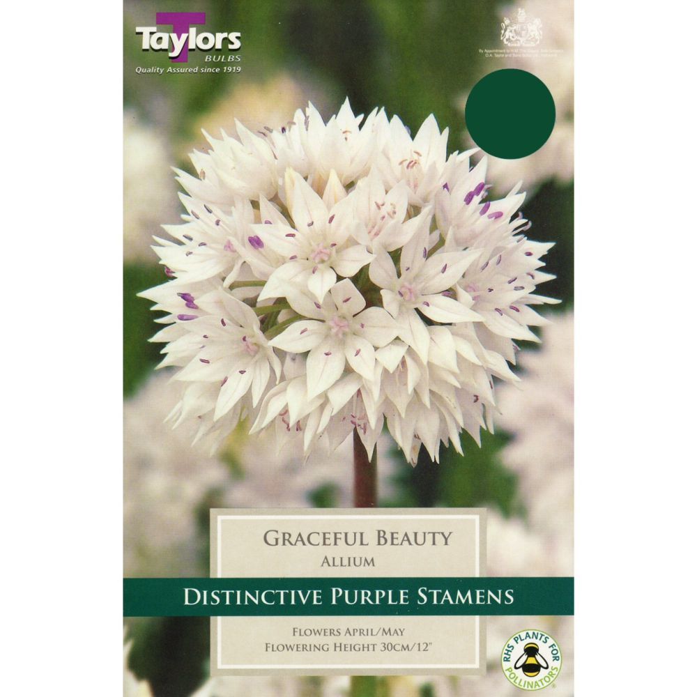 Taylors 6 Graceful Beauty Allium Bulbs