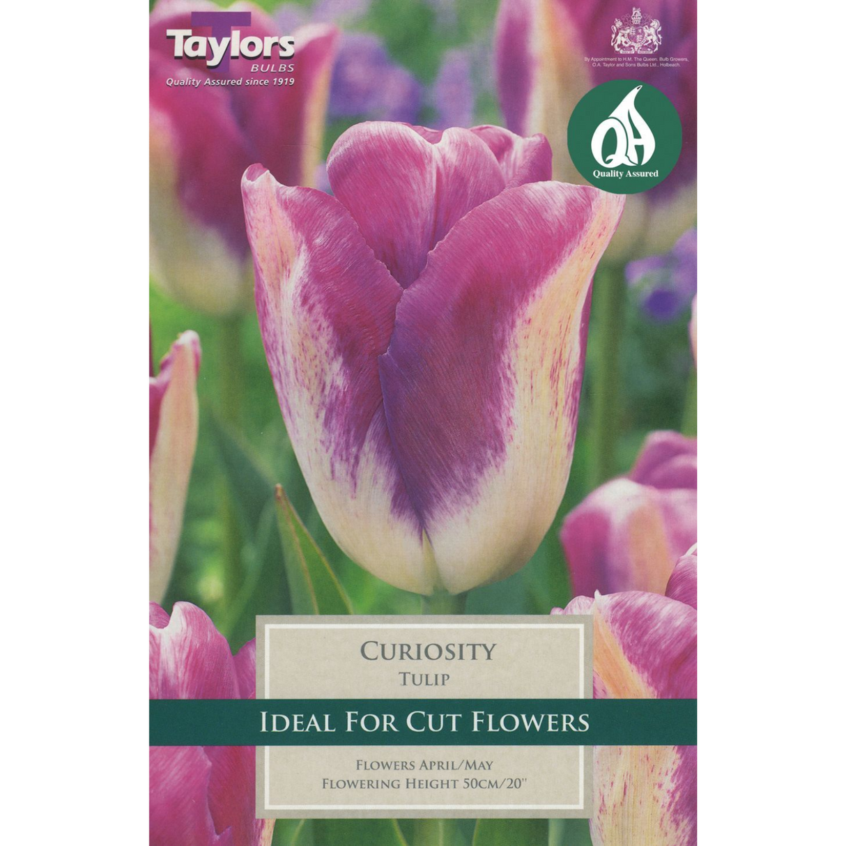 Taylors 6 Tulip Curiosity Bulbs
