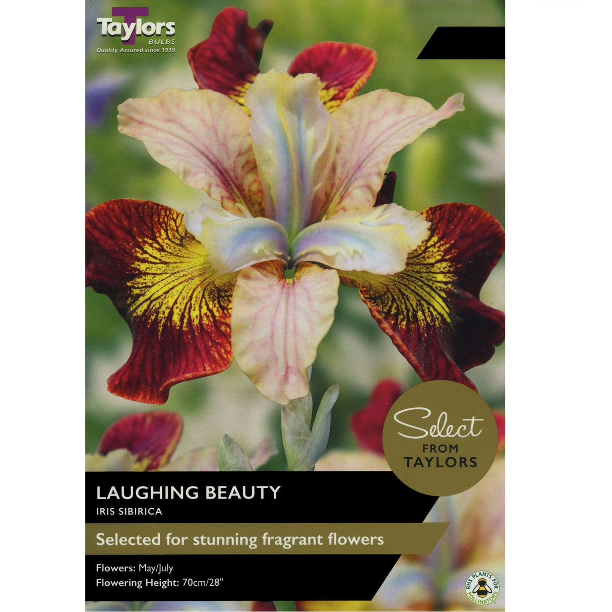 Taylors Iris Sibirica Laughing Beauty I SSE
