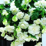 Taylors 3 Begonia Giant White Pendula Tubers