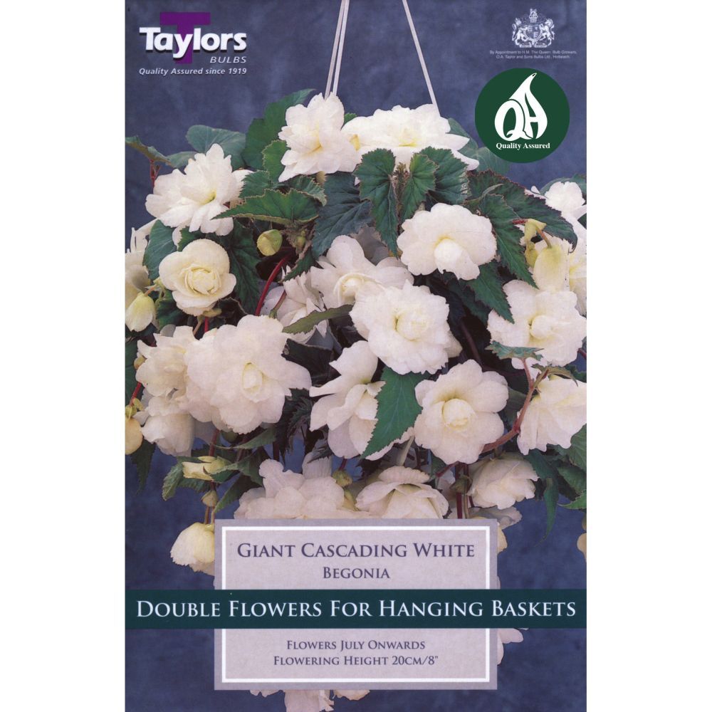 Taylors 3 Begonia Giant White Pendula Tubers