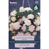 Taylors 3 Begonia Giant White Pendula Tubers