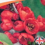 Chaenomeles x Superba 'Crimson and Gold' Plant 3Ltr