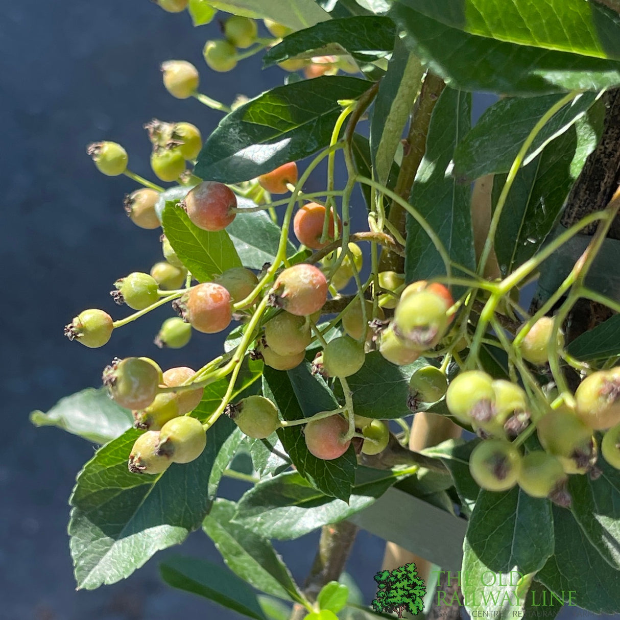 Pyracantha 'Orange Charmer' Plant 3Ltr
