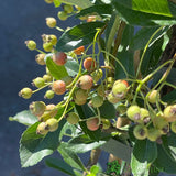Pyracantha 'Orange Charmer' Plant 3Ltr