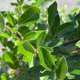 Pyracantha 'Orange Charmer' Plant 3Ltr