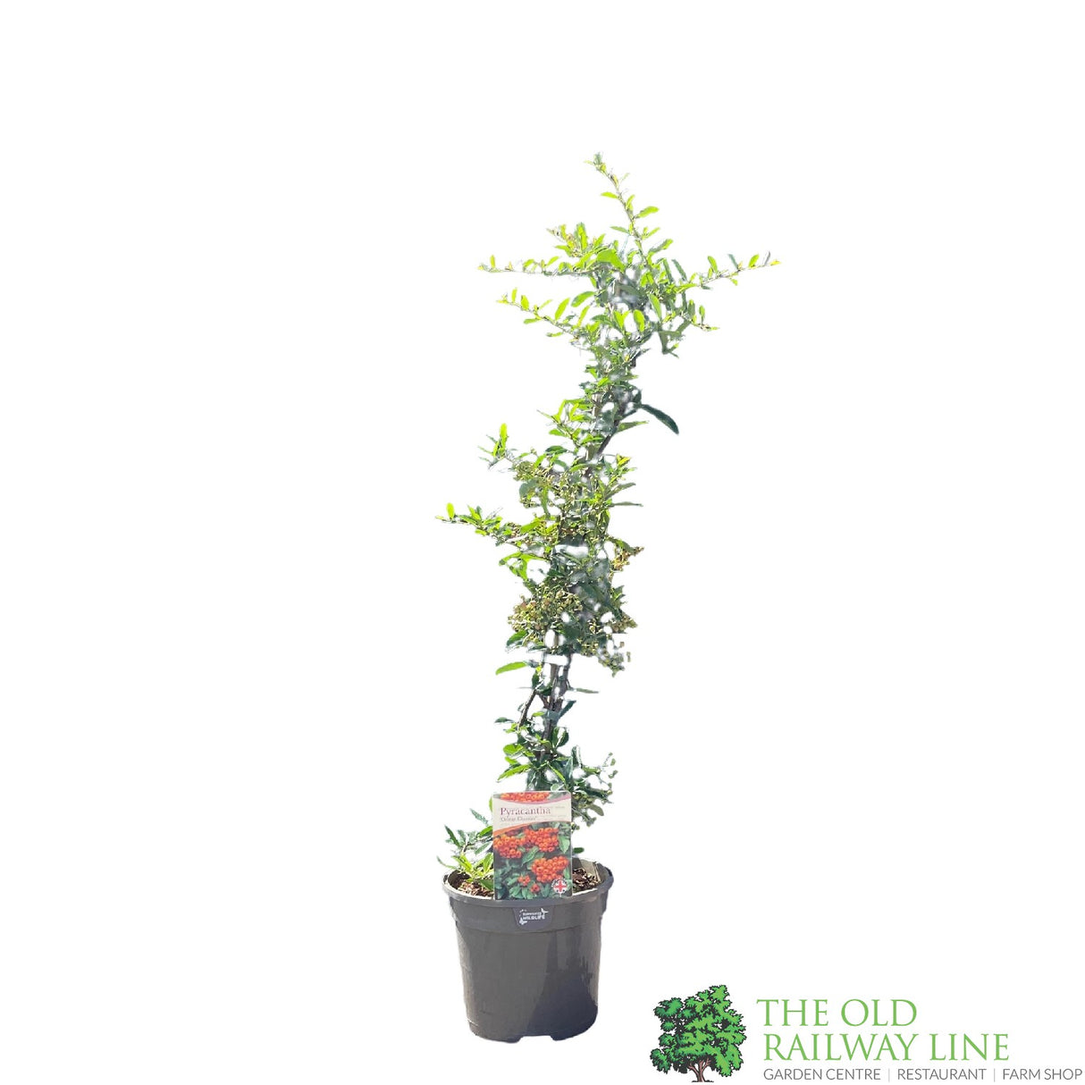 Pyracantha 'Orange Charmer' Plant 3Ltr