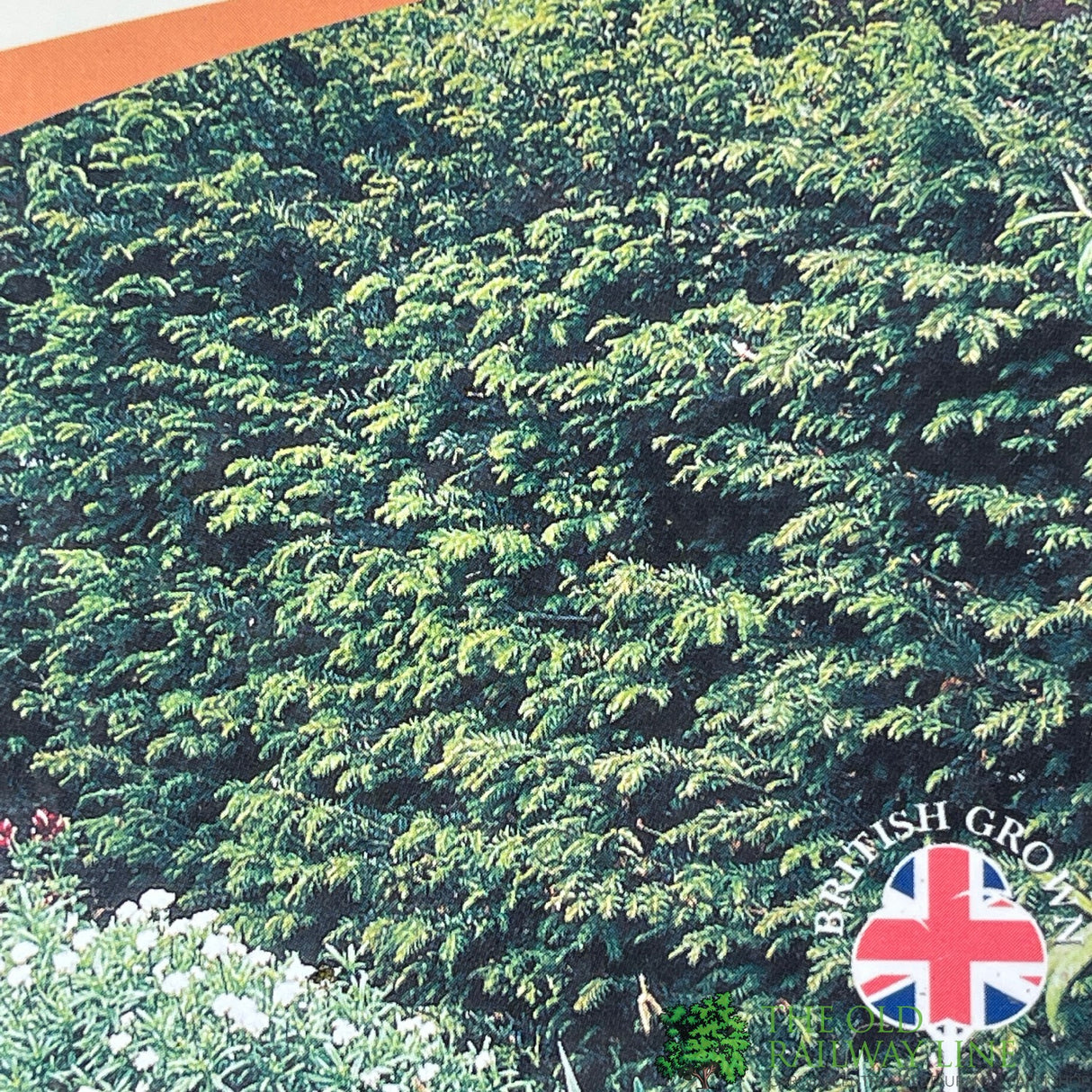 Taxus baccata 'Common Yew' Plant 2Ltr