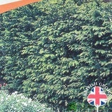 Taxus baccata 'Common Yew' Plant 2Ltr