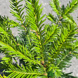 Taxus baccata 'Common Yew' Plant 2Ltr