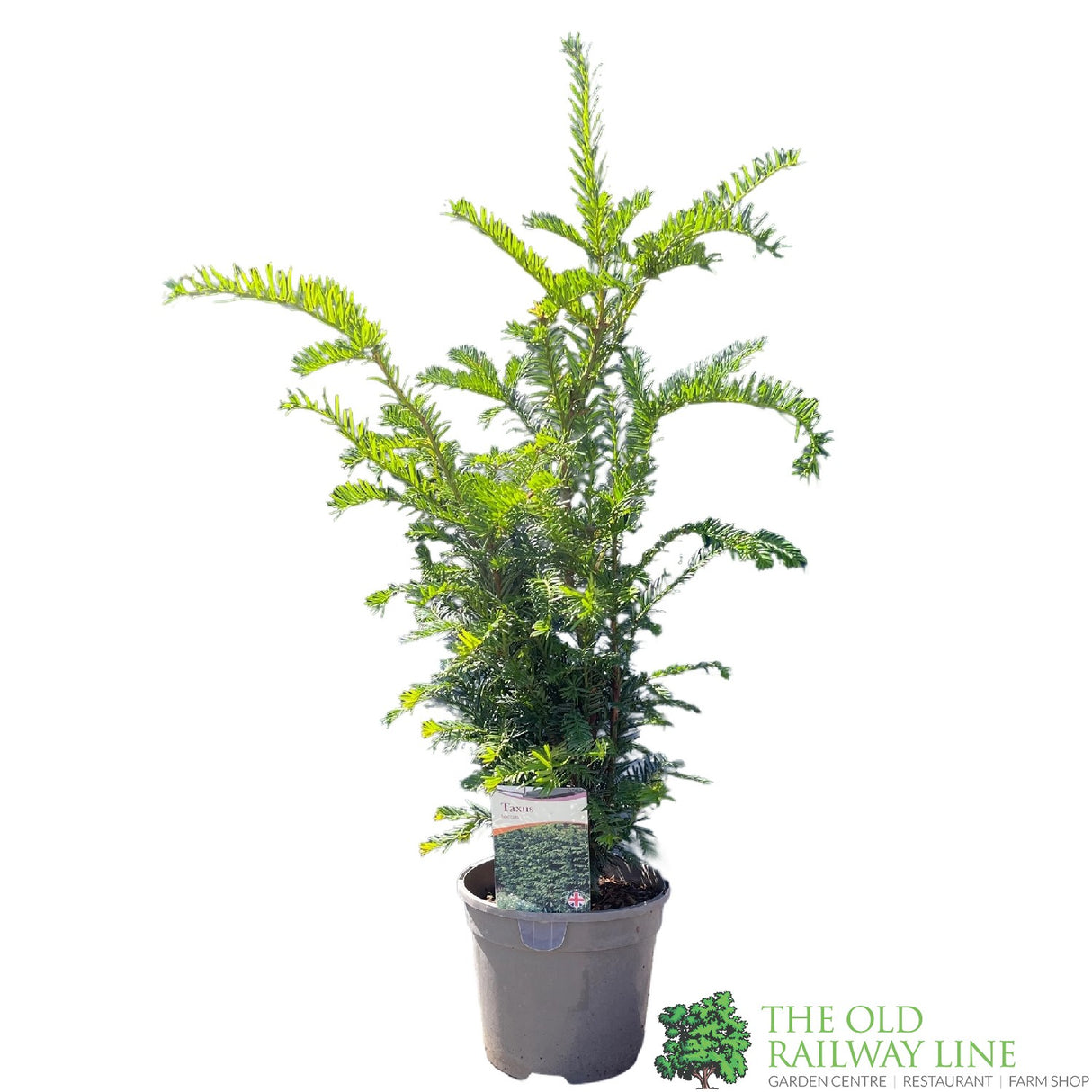 Taxus baccata 'Common Yew' Plant 2Ltr