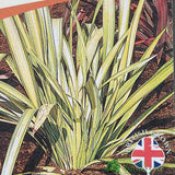 Phormium Cookianum Hookeri 'Tricolor' Mountain Flax 3Ltr Pot