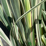 Phormium Cookianum Hookeri 'Tricolor' Mountain Flax 3Ltr Pot