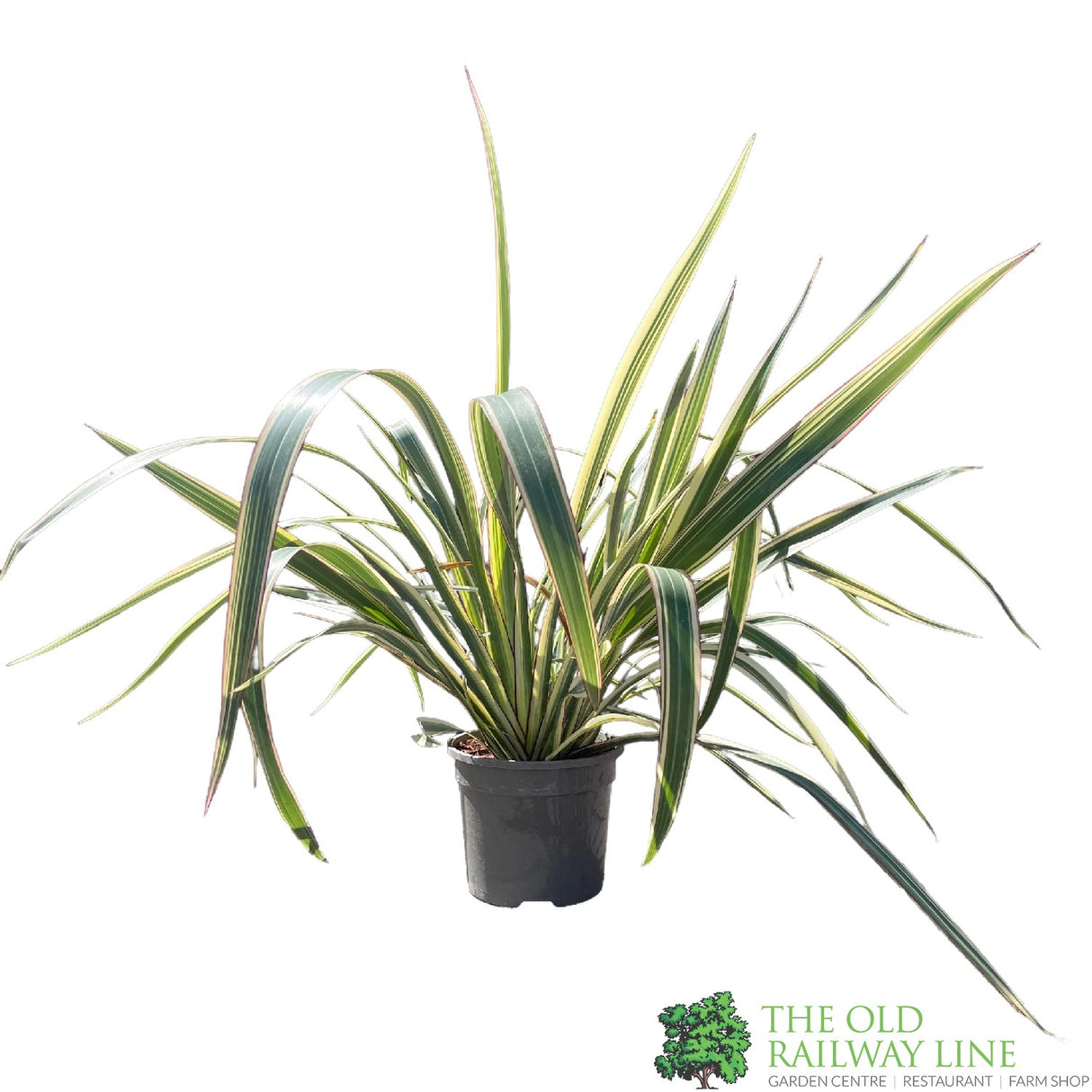 Phormium Cookianum Hookeri 'Tricolor' Mountain Flax 3Ltr Pot