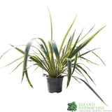 Phormium Cookianum Hookeri 'Tricolor' Mountain Flax 3Ltr Pot