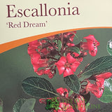 Escallonia 'Red Dream' Plant 3Ltr Pot